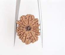 Load image into Gallery viewer, 14 Face certified original Nepali Rudraksha - Rudradhyay