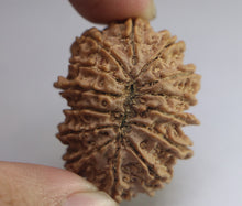 Load image into Gallery viewer, 14 Mukhi Rudraksha(Nepali) - Collector Size