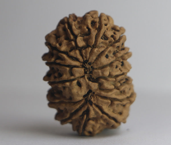 14 Mukhi Fourteen Mukhi fashion Natural Rudraksha Bead Energized Collector Size - Lab Certified