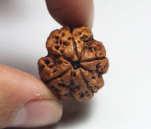 Load image into Gallery viewer, 4 Mukhi Rudraksha(Nepali) - Medium Size with X-ray report