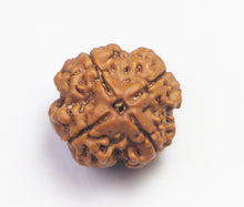 Load image into Gallery viewer, 4 Mukhi Rudraksha(Nepali) - Small Size with X-ray report