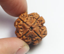 Load image into Gallery viewer, 4 Mukhi Rudraksha(Nepali) - Small Size with X-ray report