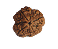 Load image into Gallery viewer, 4 Mukhi Rudraksha(Nepali) - Big Size with X-ray report