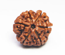 Load image into Gallery viewer, 6 Mukhi Rudraksha(Nepali) - Medium Size with X-ray report.