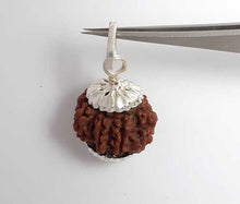 Load image into Gallery viewer, 8 mukhi Nepali rudraksha (Silver Capping) - Rudradhyay
