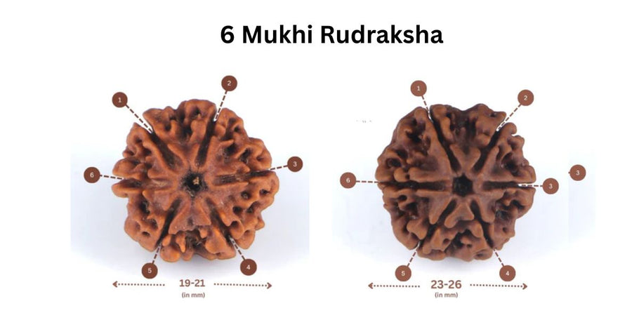 Unleash Inner Brilliance and Calm with the Energies of 6 Mukhi Rudraksha
