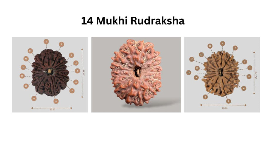 Why 14 Mukhi Rudraksha is Known as the Eye of Lord Shiva