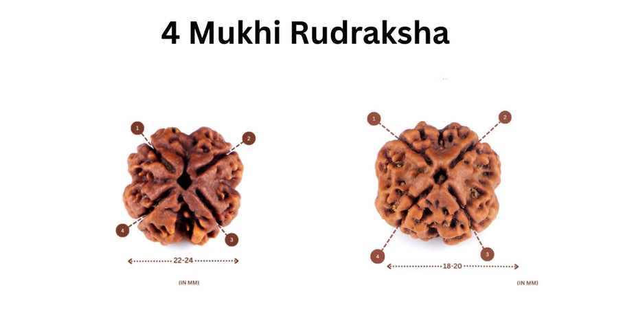 Awaken Divine Wisdom with 4 Mukhi Rudraksha