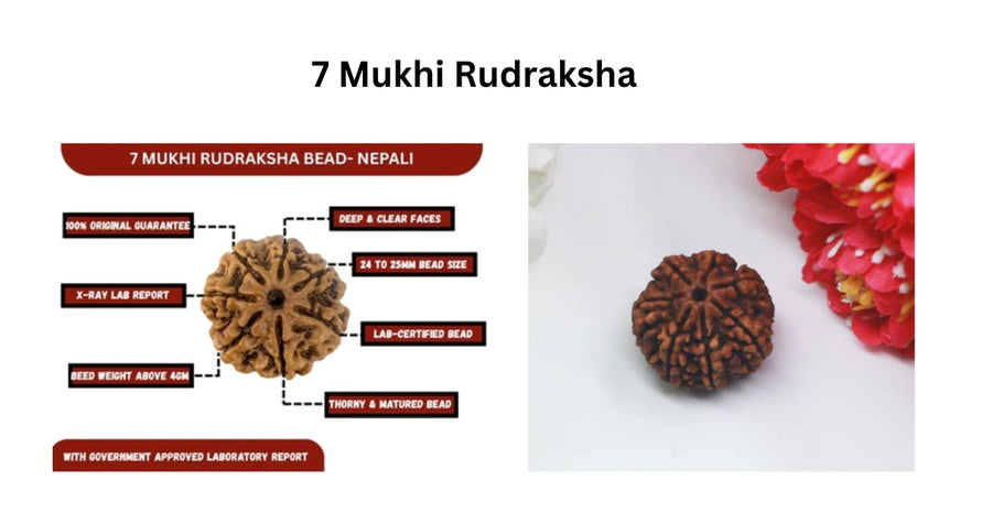 Why the 7 Mukhi Rudraksha is Called the Bead of Infinite Blessings