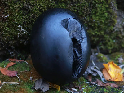 All About Shaligram - All you need to know about Shaligram | Benefits of Shaligram
