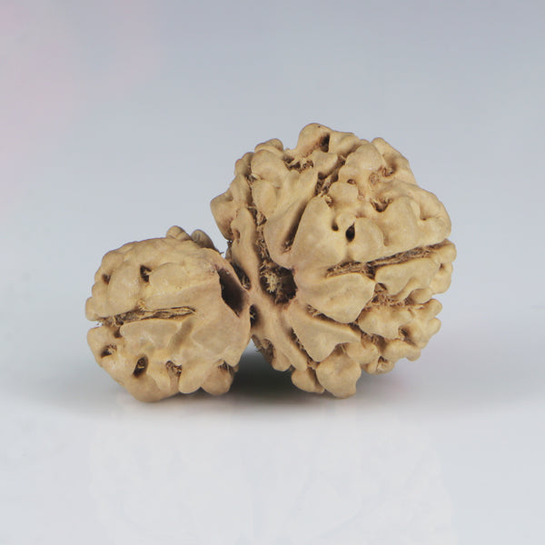 1 Mukhi Sawar Rudraksha(Nepali) - Small Size