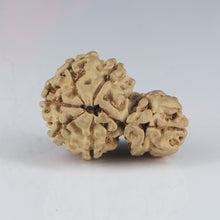 Load image into Gallery viewer, 1 Mukhi Sawar Rudraksha(Nepali) - Small Size