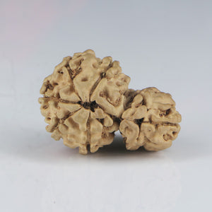 1 Mukhi Sawar Rudraksha(Nepali) - Small Size