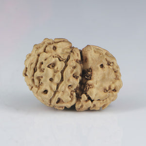 1 Mukhi Sawar Rudraksha(Nepali) - Small Size