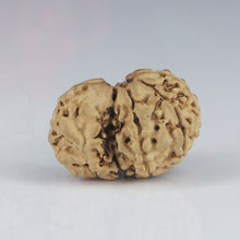 Load image into Gallery viewer, 1 Mukhi Sawar Rudraksha(Nepali) - Small Size