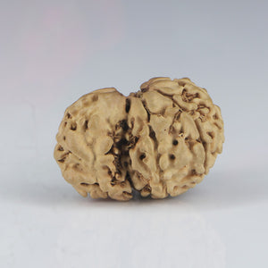 1 Mukhi Sawar Rudraksha(Nepali) - Small Size