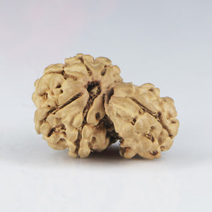 1 Mukhi Sawar Rudraksha(Nepali) - Small Size