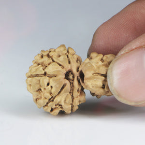 1 Mukhi Sawar Rudraksha(Nepali) - Small Size