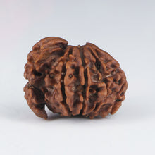 Load image into Gallery viewer, 1 mukhi rudraksha sawar