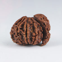 Load image into Gallery viewer, 1 mukhi rudraksha sawar 