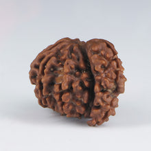 Load image into Gallery viewer, 1 Mukhi Sawar Rudraksha(Nepali) - Medium Size