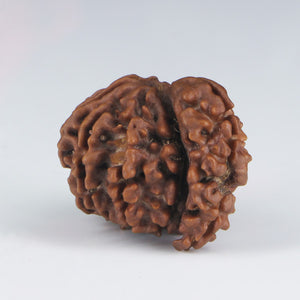 1 Mukhi Sawar Rudraksha(Nepali) - Medium Size