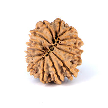 Load image into Gallery viewer, 14 Mukhi Rudraksha - Nepali