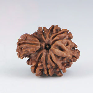 1 Mukhi Sawar Rudraksha(Nepali) - Medium Size