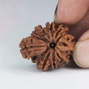 1 Mukhi Sawar Rudraksha(Nepali) - Medium Size