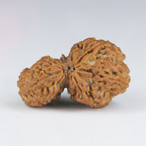 1 Mukhi Sawar Rudraksha(Nepali) - Big Size