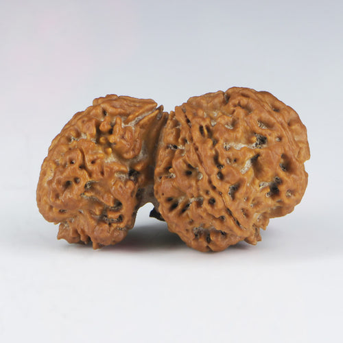 1 Mukhi Sawar Rudraksha(Nepali) - Big Size