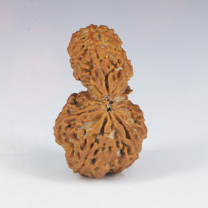 1 Mukhi Sawar Rudraksha(Nepali) - Big Size