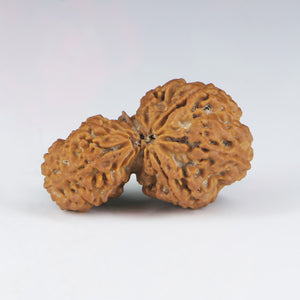 1 Mukhi Sawar Rudraksha(Nepali) - Big Size