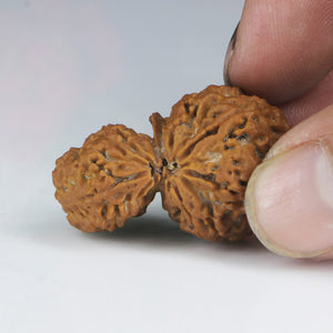 1 Mukhi Sawar Rudraksha(Nepali) - Big Size