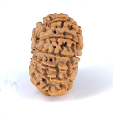 Load image into Gallery viewer, 14 Mukhi Rudraksha - Nepali