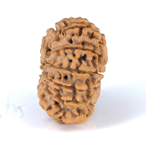 14 Mukhi Rudraksha - Nepali