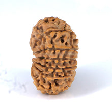 Load image into Gallery viewer, 14 Mukhi Rudraksha - Nepali