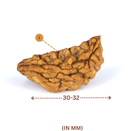 1 Mukhi Rudraksha(Indian) - Big Size