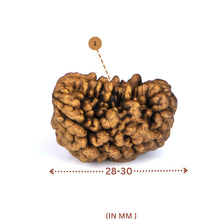 Load image into Gallery viewer, 1 mukhi Rudraksha(Indian) - Medium Size