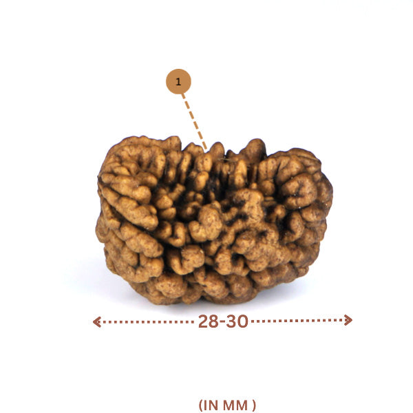 1 mukhi Rudraksha(Indian) - Medium Size