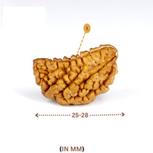 Load image into Gallery viewer, 1 Mukhi Rudraksha(Indian) - Small Size