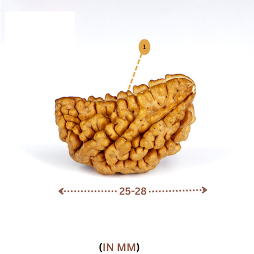 1 Mukhi Rudraksha(Indian) - Small Size