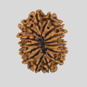 15 Mukhi Rudraksha(Nepali)