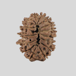 16 Mukhi Rudraksha(Nepali)