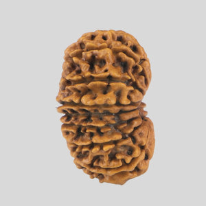 15 Mukhi Rudraksha(Nepali)