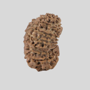 16 Mukhi Rudraksha(Nepali)