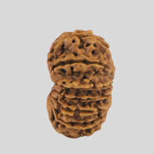 Load image into Gallery viewer, 15 Mukhi Rudraksha(Nepali)