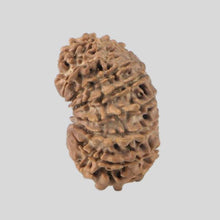 Load image into Gallery viewer, 16 Mukhi Rudraksha(Nepali)