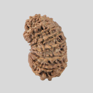 16 Mukhi Rudraksha(Nepali)