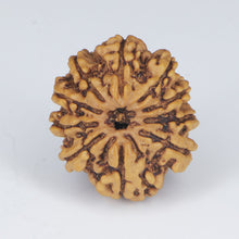 Load image into Gallery viewer, 10 Mukhi Rudraksha (Nepali) - Regular size with X-ray report